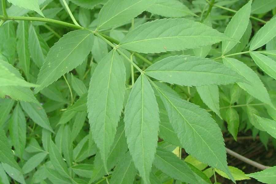 leaves